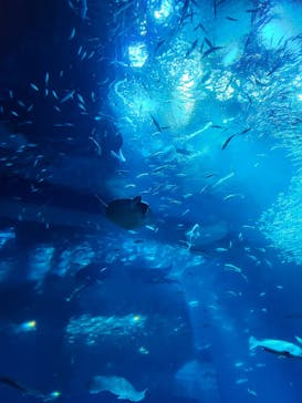 アクアワールド茨城県大洗水族館に投稿された画像（2023/6/20）