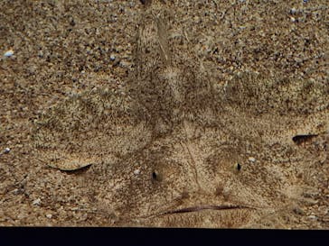 アクアワールド茨城県大洗水族館に投稿された画像（2023/6/20）