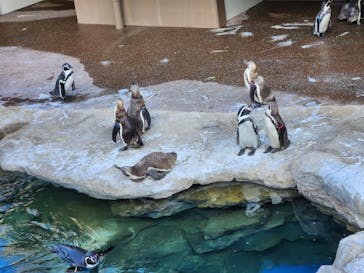 アクアワールド茨城県大洗水族館に投稿された画像（2023/6/20）