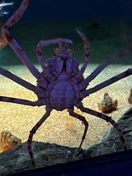 アクアワールド茨城県大洗水族館に投稿された画像（2023/6/20）