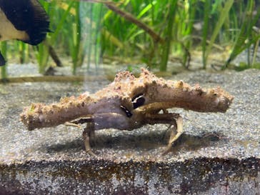 鴨川シーワールドに投稿された画像（2023/6/20）