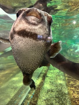 鴨川シーワールドに投稿された画像（2023/6/20）