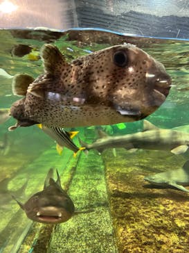 鴨川シーワールドに投稿された画像（2023/6/20）