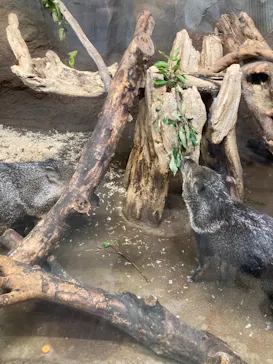 神戸どうぶつ王国に投稿された画像（2023/6/20）