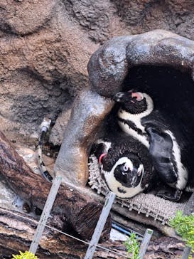 サンシャイン水族館に投稿された画像（2023/6/20）