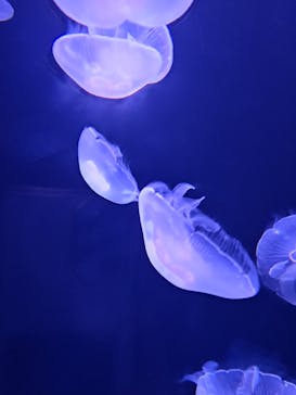 サンシャイン水族館に投稿された画像（2023/6/20）