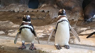 しながわ水族館に投稿された画像（2023/6/20）