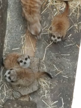 伊豆シャボテン動物公園に投稿された画像（2023/6/20）