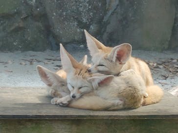 伊豆シャボテン動物公園に投稿された画像（2023/6/20）