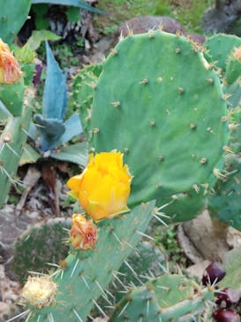 伊豆シャボテン動物公園に投稿された画像（2023/6/20）