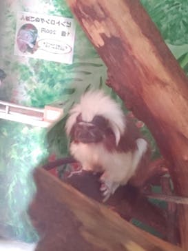 伊豆シャボテン動物公園に投稿された画像（2023/6/20）