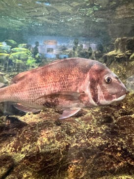 鴨川シーワールドに投稿された画像（2023/6/20）