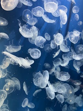 鴨川シーワールドに投稿された画像（2023/6/20）