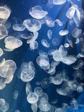 鴨川シーワールドに投稿された画像（2023/6/20）