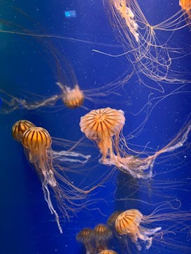 鴨川シーワールドに投稿された画像（2023/6/20）