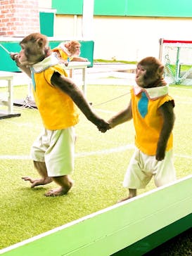 おさるランド＆アニタウン　日光さる軍団劇場に投稿された画像（2023/6/21）