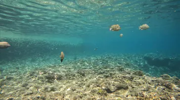 武藤潜水に投稿された画像（2023/6/21）