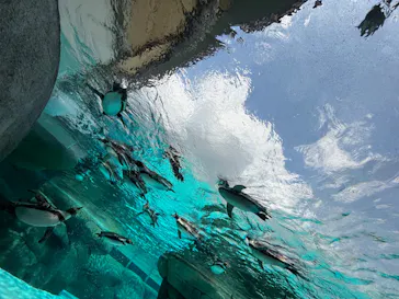 天王寺動物園に投稿された画像（2023/6/21）