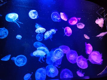 マリンワールド海の中道に投稿された画像（2023/6/21）