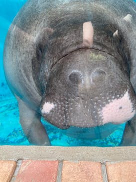 熱川バナナワニ園に投稿された画像（2023/6/21）