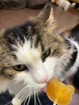 猫カフェモカ　池袋東口店に投稿された画像（2023/6/21）