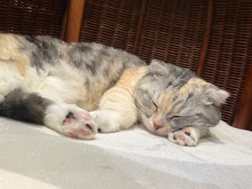 猫カフェモカ　池袋東口店に投稿された画像（2023/6/21）