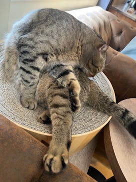 猫カフェモカ　池袋東口店に投稿された画像（2023/6/21）