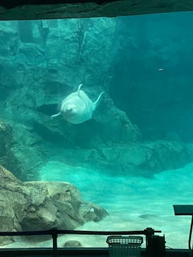 名古屋港水族館に投稿された画像（2023/6/21）