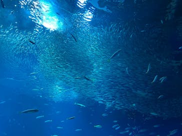 アクアワールド茨城県大洗水族館に投稿された画像（2023/6/21）