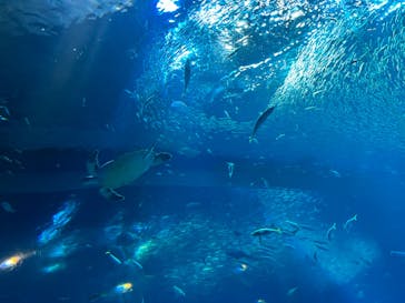 アクアワールド茨城県大洗水族館に投稿された画像（2023/6/21）