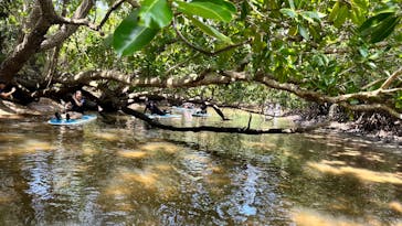 西表島 ADVENTURE PiPi（アドベンチャーピピ）に投稿された画像（2023/6/21）