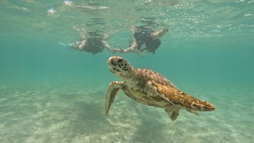 オースリーシュノーケル宮古島に投稿された画像（2023/6/22）