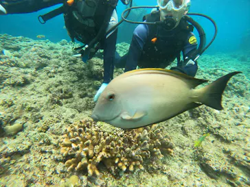 武藤潜水に投稿された画像（2023/6/22）