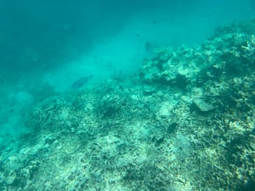 西表島 ADVENTURE PiPi（アドベンチャーピピ）に投稿された画像（2023/6/22）