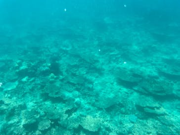 西表島 ADVENTURE PiPi（アドベンチャーピピ）に投稿された画像（2023/6/22）