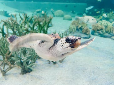 鴨川シーワールドに投稿された画像（2023/6/22）