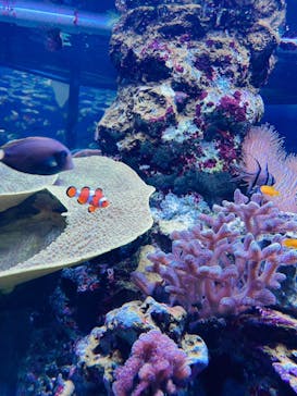 鴨川シーワールドに投稿された画像（2023/6/22）