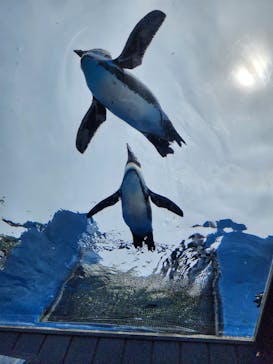 サンシャイン水族館に投稿された画像（2023/6/22）