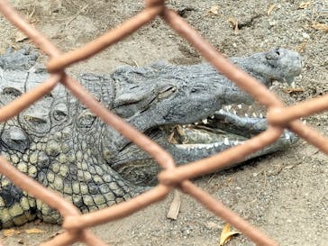 熱川バナナワニ園に投稿された画像（2023/6/22）