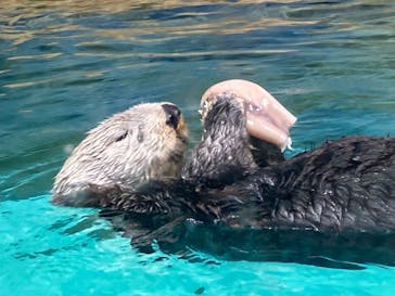 マリンワールド海の中道に投稿された画像（2023/6/22）