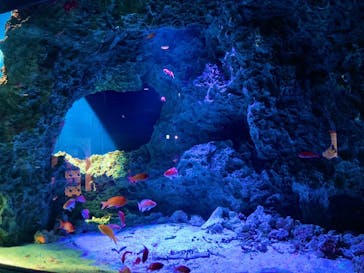 マリンワールド海の中道に投稿された画像（2023/6/22）