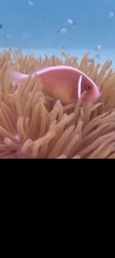 青の洞窟専門店　沖縄ダイビングショップ和に投稿された画像（2023/6/22）