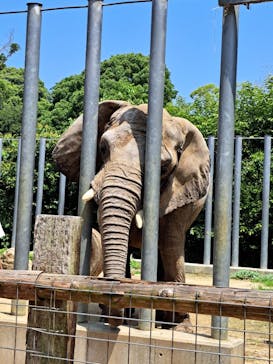 しろとり動物園に投稿された画像（2023/6/19）
