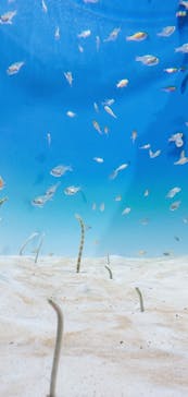 アクアワールド茨城県大洗水族館に投稿された画像（2023/6/22）