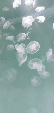 アクアワールド茨城県大洗水族館に投稿された画像（2023/6/22）