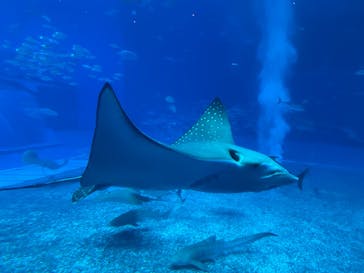 沖縄美ら海水族館に投稿された画像（2023/6/22）