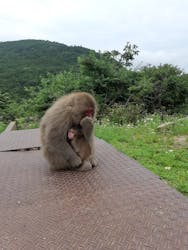 小豆島　銚子渓　自然動物園　お猿の国に投稿された画像（2023/6/22）
