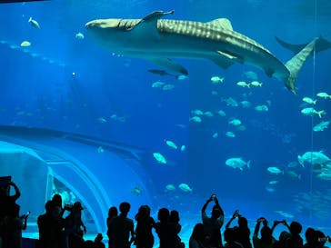 沖縄美ら海水族館に投稿された画像（2023/6/22）