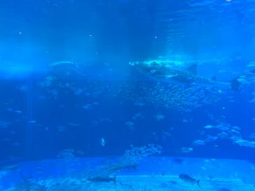 沖縄美ら海水族館に投稿された画像（2023/6/22）