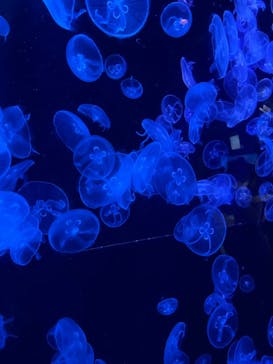 沖縄美ら海水族館に投稿された画像（2023/6/22）